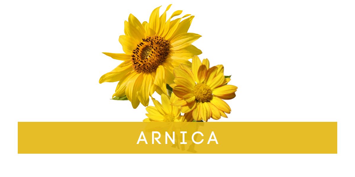 Arnica_Montana