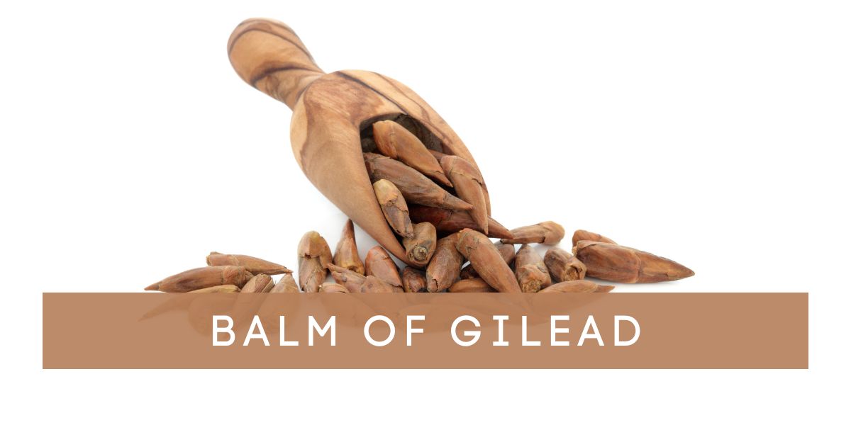 Balm_of_Gilead