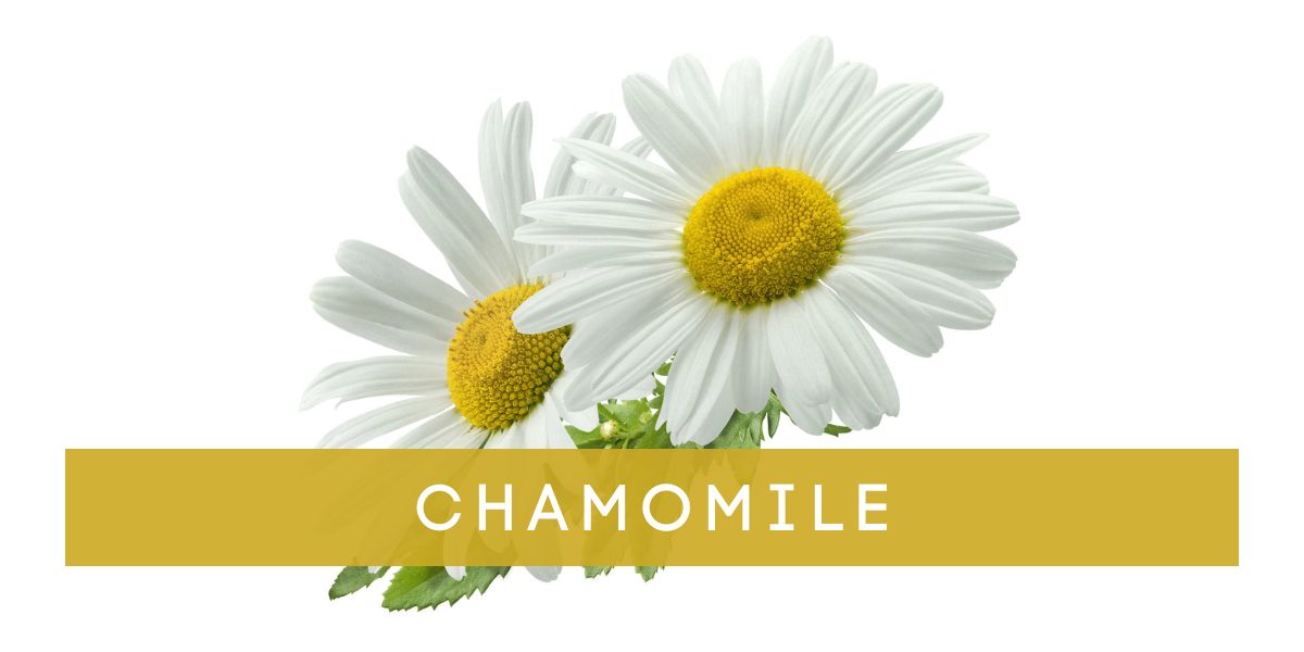Chamomile_2