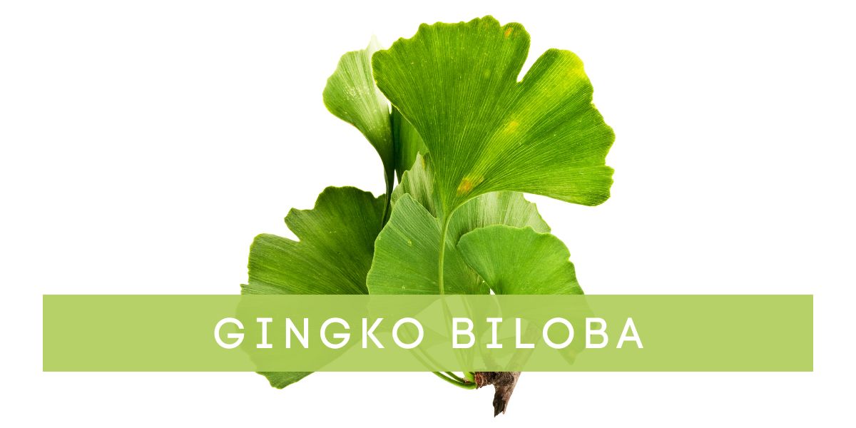 Gingko_Biloba
