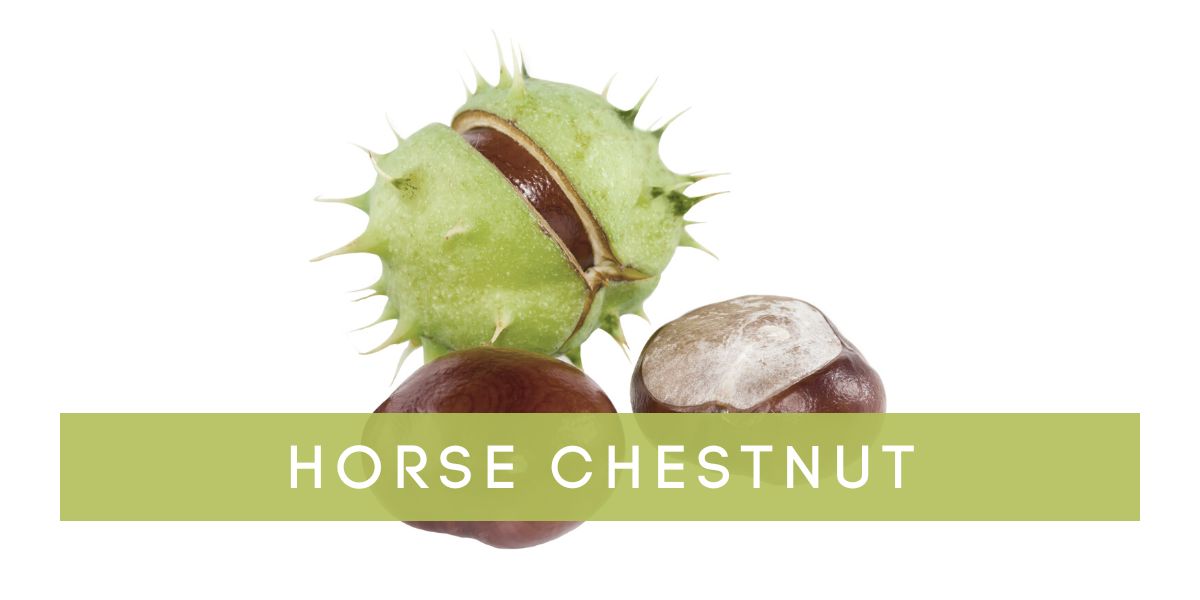 Horse_Chestnut