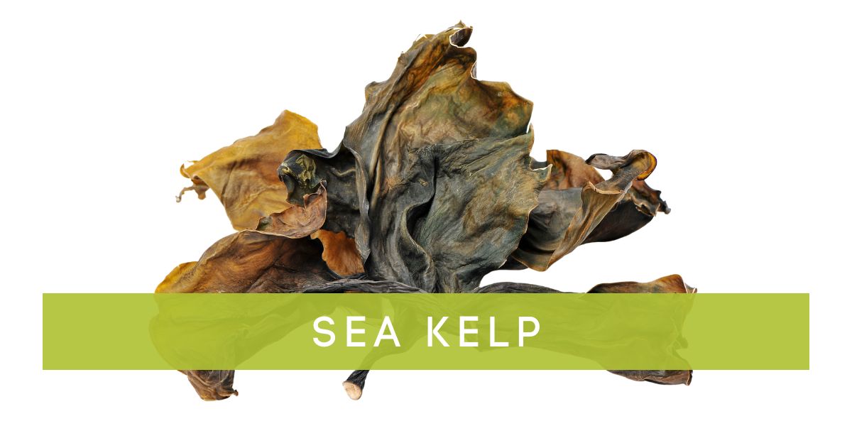 Sea_Kelp