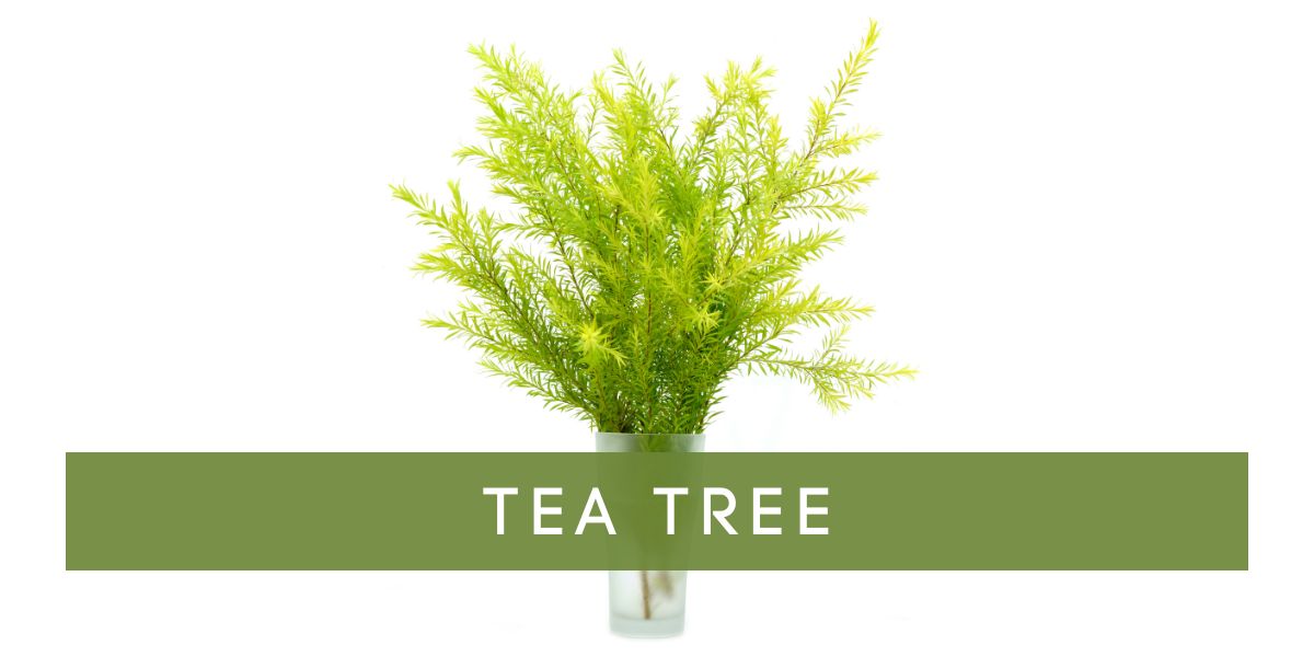 Tea_Tree_2