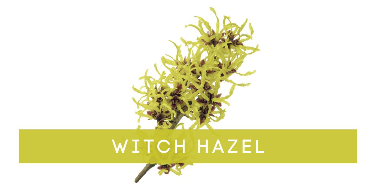 Witch_Hazel
