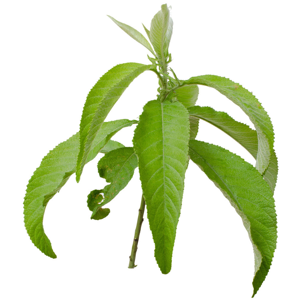 Camphor