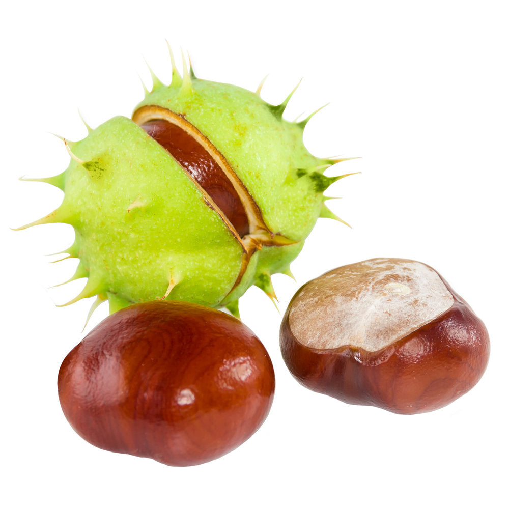 Horse Chestnut