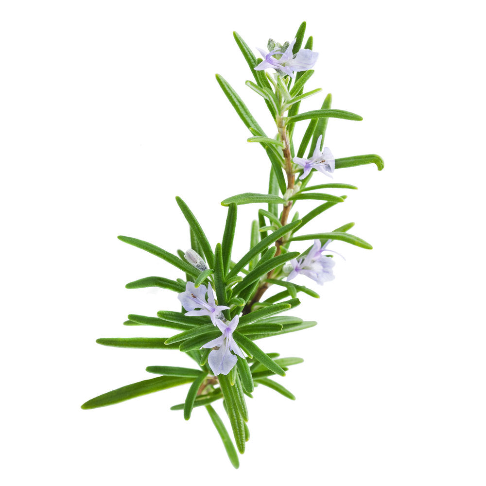 Rosemary
