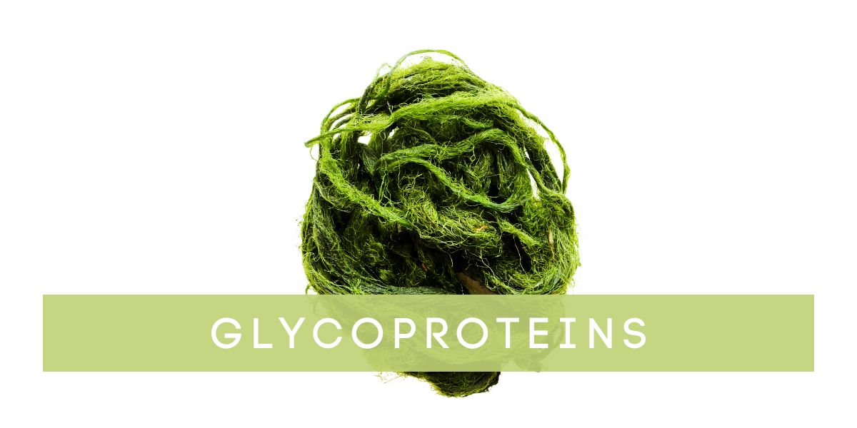 Skin Benefits of Glycoproteins