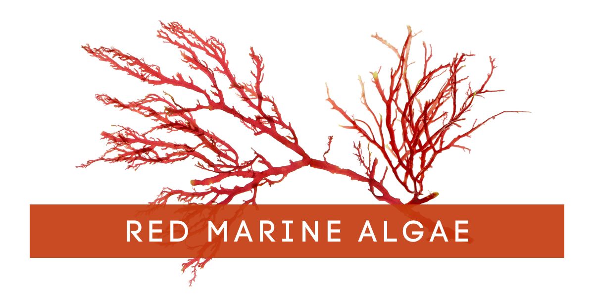 Red Marine Algae 