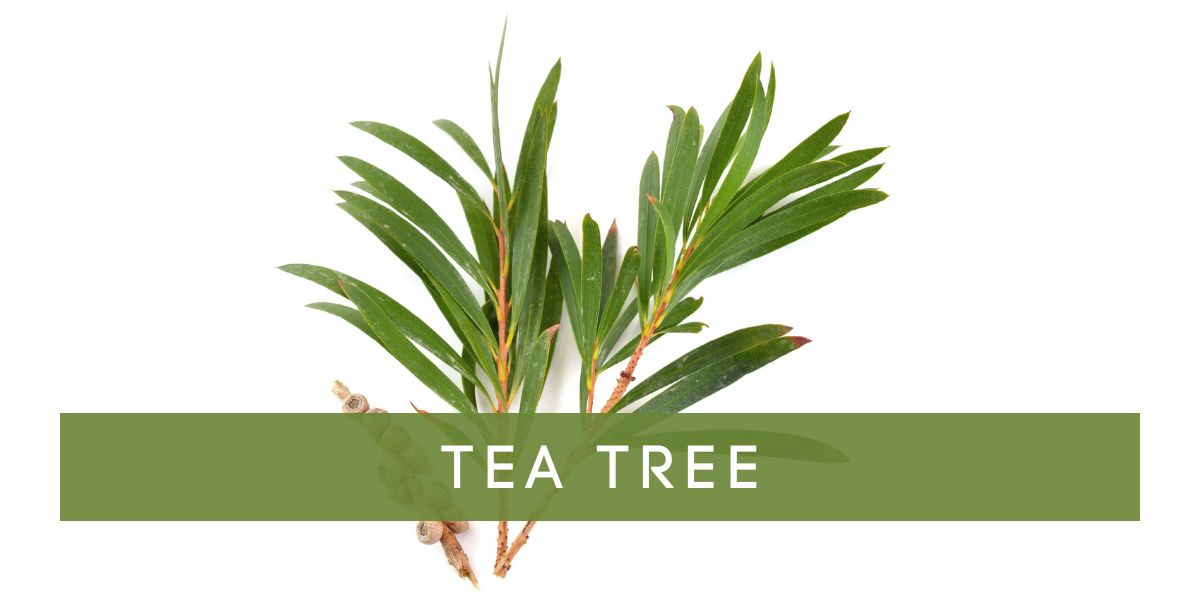 Tea_Tree